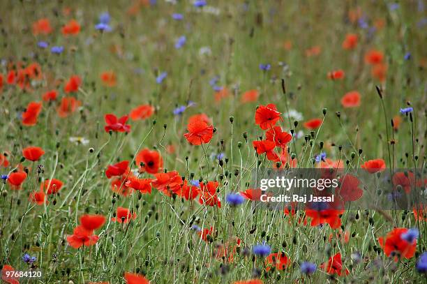 cornflowers and poppies - wendover stock pictures, royalty-free photos & images