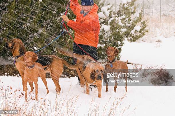 man with rescue dogs in snow - bloedhond stockfoto's en -beelden