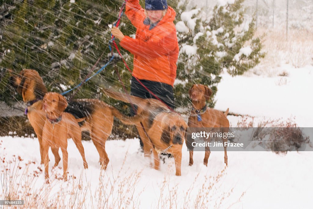 Man with rescue dogs in Snow