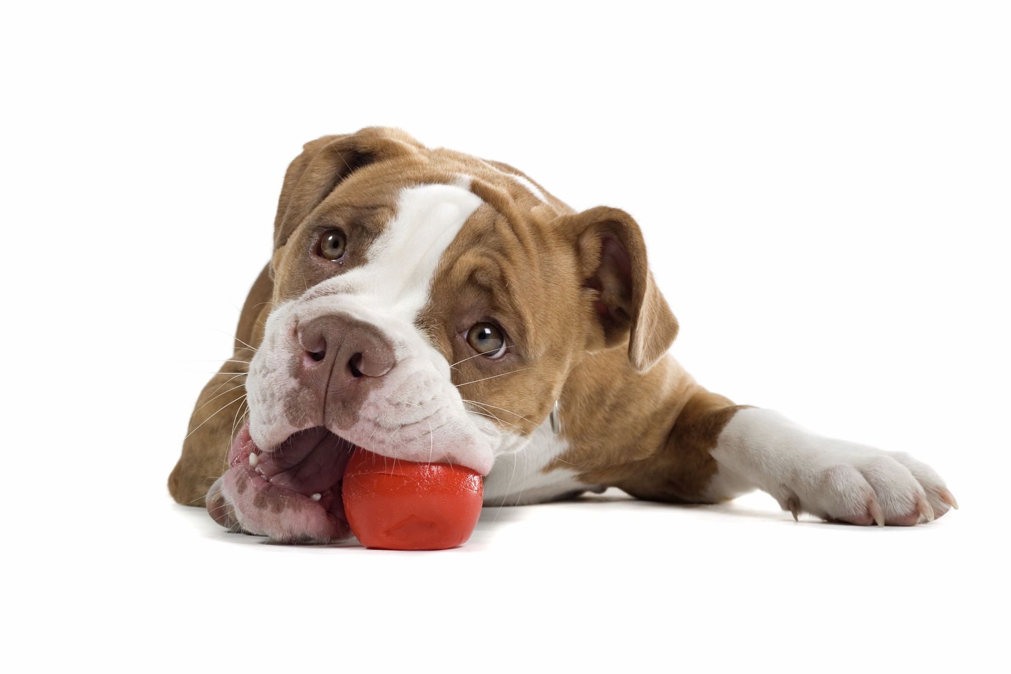dog chewing toy