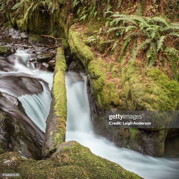 duncan creek cascade - leigh creek imagens e fotografias de stock