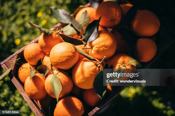 オレンジ畑で熟したオレンジの入った木製かご - orange fruit ストックフォトと画像