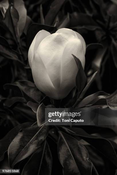 magnolia b&w - caputo - fotografias e filmes do acervo