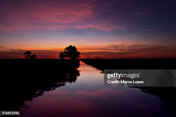 ponta da erva at sunrise, alcochete, lisboa region, portugal - erva stock pictures, royalty-free photos & images