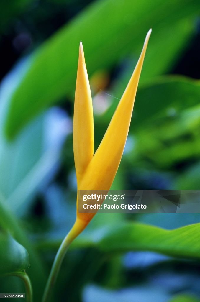 Fiore tropicale
