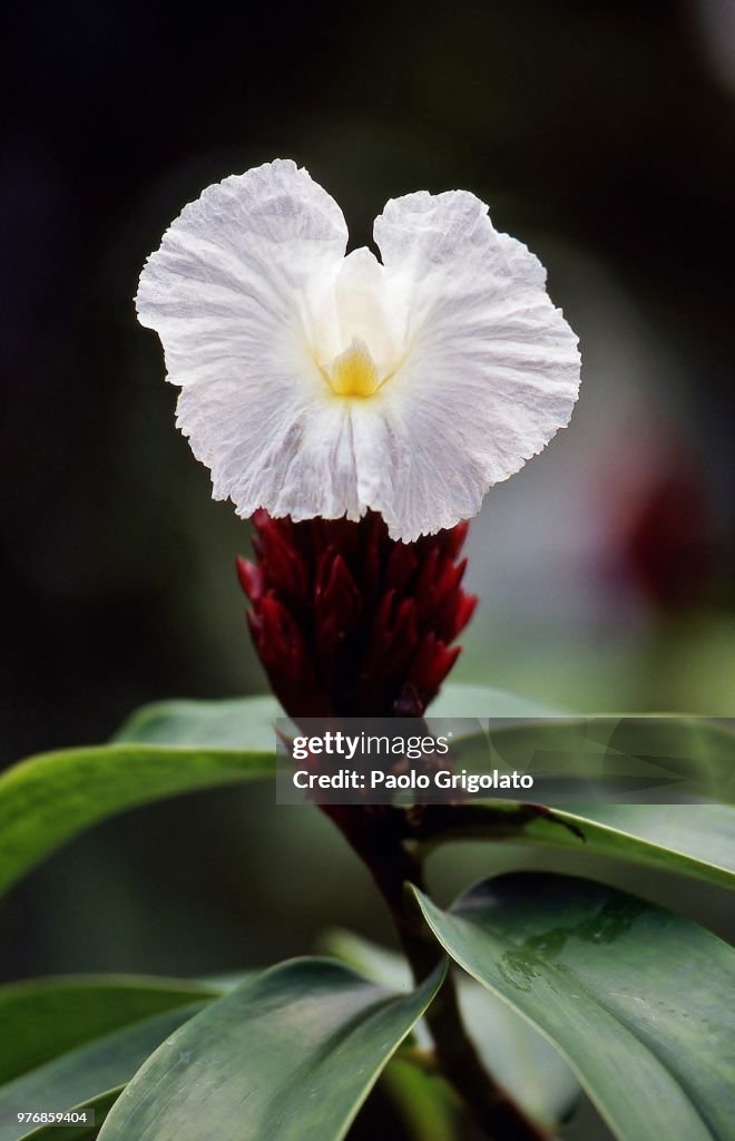 Fiore tropicale