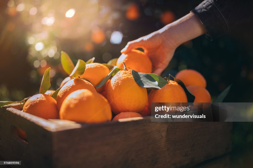 Agriculteur prenant orange frais de boîte en bois dans l’Orangeraie