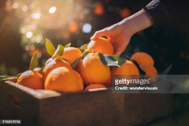agricoltore che prende arancia fresca dalla scatola di legno in aranceto - mature men foto e immagini stock