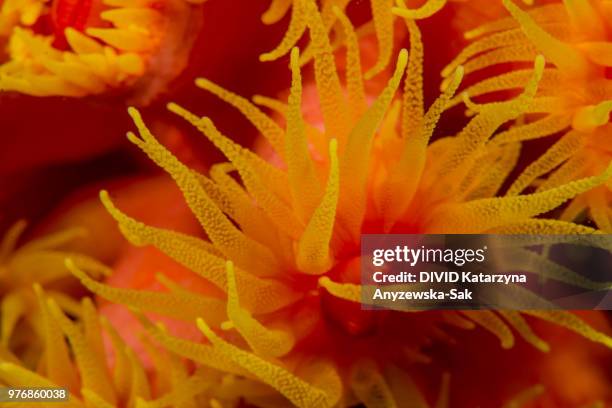 orange cup coral - cnidarian - fotografias e filmes do acervo
