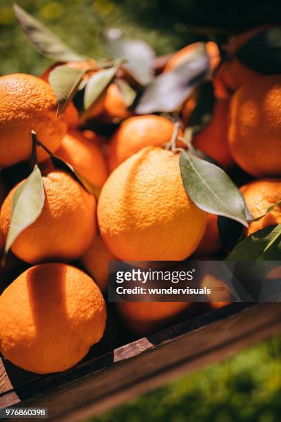 heap of fresh oranges piled in wooden box in orchard - citrus grove stock pictures, royalty-free photos & images