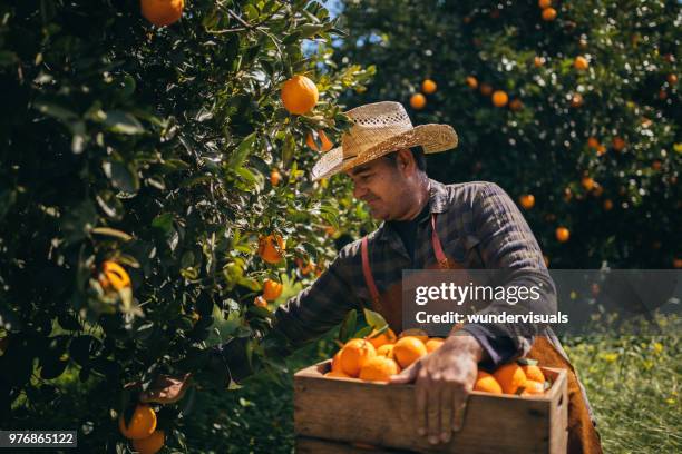 farmer picking ripe oranges from orange trees in orange grove - one mature man only photos stock pictures, royalty-free photos & images