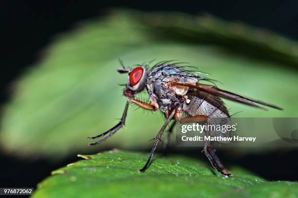 190 Red Eye Flights Stock Photos, High-Res Pictures, and Images - Getty ...