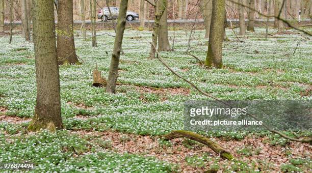April 2018, Germany, Sehnde: Windflowers flowering on a forest floor beside the B443 highway between Laatzen and Sehnde. Photo: Julian...
