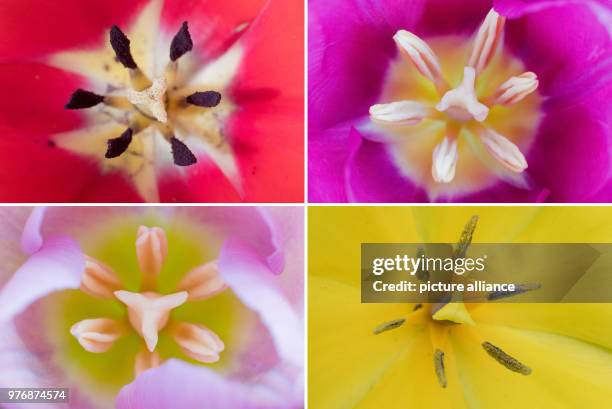 April 2018, Laatzen, Germany: Flowers of different colors blooming in a garden in Niedersachsen. Photo: Julian Stratenschulte/dpa