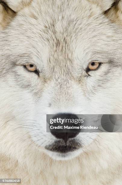 arctic wolf (canis lupus arctos), notre-dame-de-bonsecours, quebec, canada - arctic wolf stock pictures, royalty-free photos & images