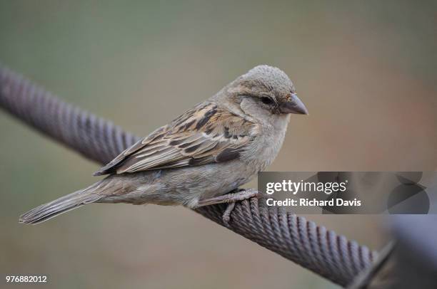 dsc_0621 - dunnock stock pictures, royalty-free photos & images