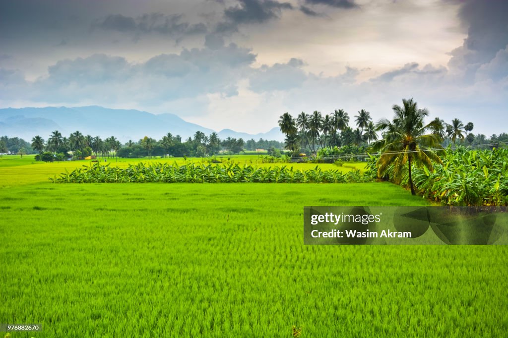 Farm on cloudy day, Salem, Tamil Nadu, India