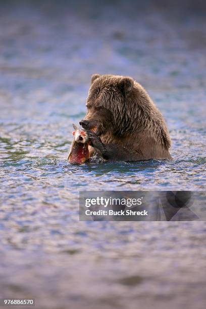 brown bear in water, kodiak, alaska, usa - río eagle fotografías e imágenes de stock