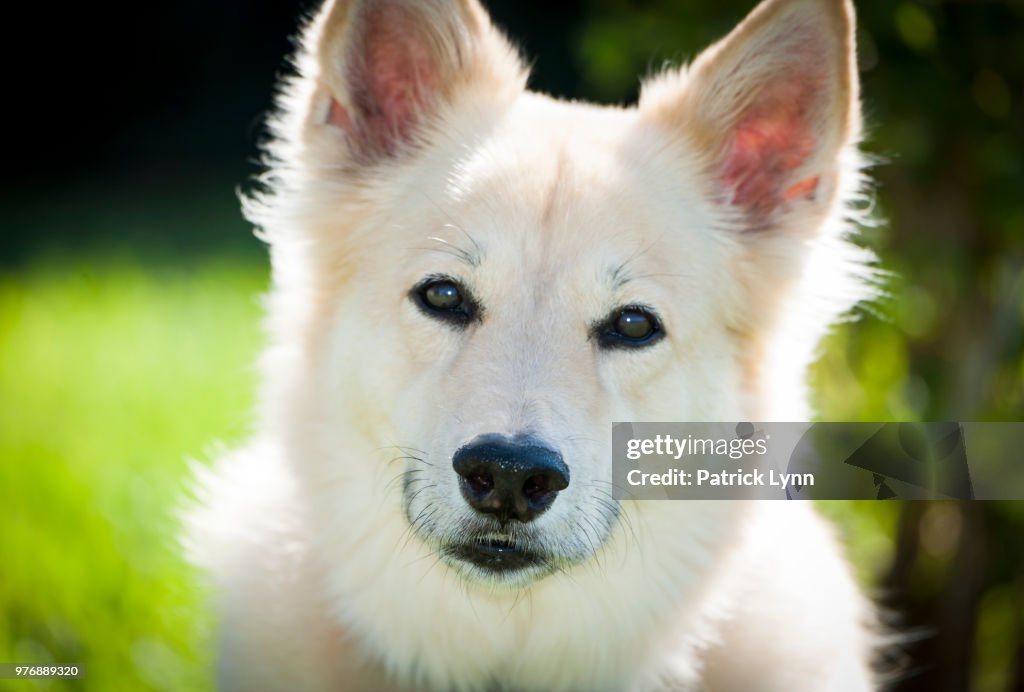 Dog