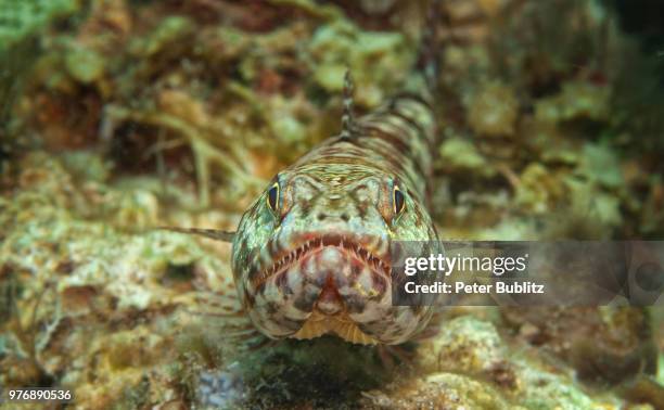 lizardfisch - lizardfish stock pictures, royalty-free photos & images