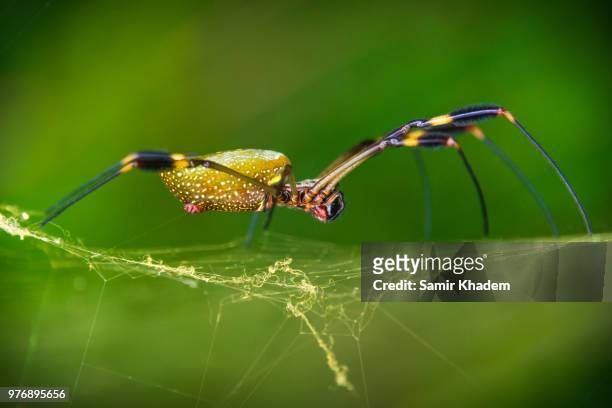 golden orb - web spider in costa rica - orb web spider stock pictures, royalty-free photos & images