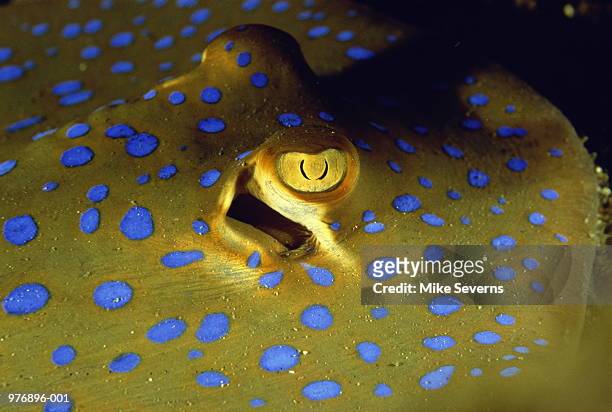 blue-spotted stingray (taeniura ivmma) - taeniura lymma stock pictures, royalty-free photos & images