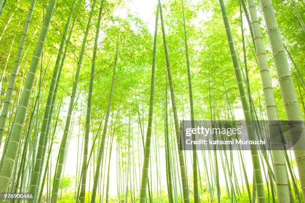bamboo forest - katsumi murouchi stock-fotos und bilder