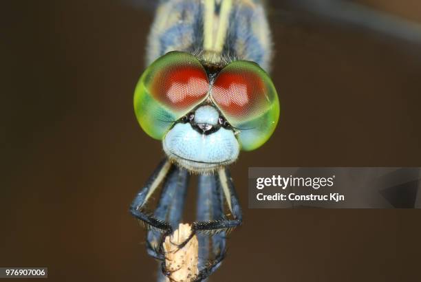 dragonfly head and compound eyes - facettenauge stock-fotos und bilder