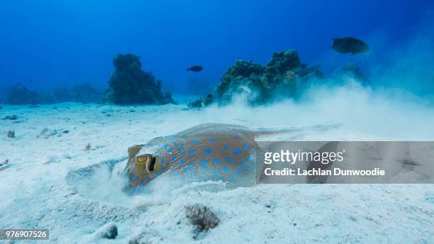 bluespotted ribbontail ray (taeniura lymma) in red sea - taeniura lymma stock pictures, royalty-free photos & images