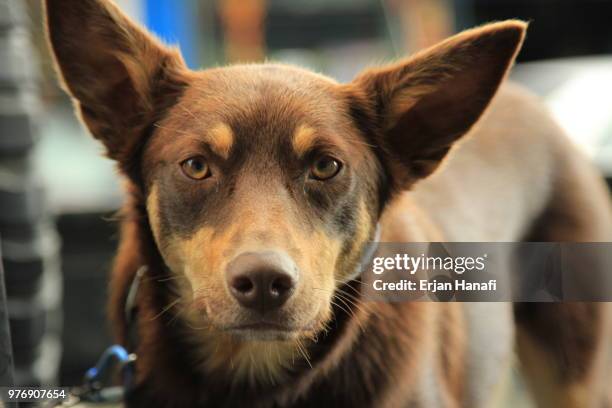 photo by: erjan hanafi - australian kelpie stock pictures, royalty-free photos & images