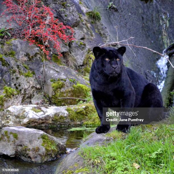 black jaguar - black leopard stockfoto's en -beelden