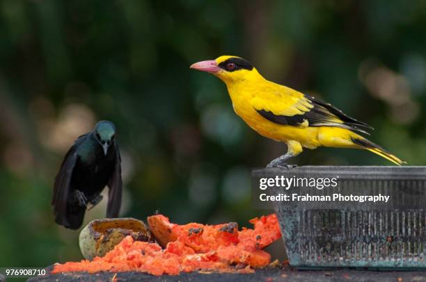 it's mine... - oriole stock pictures, royalty-free photos & images