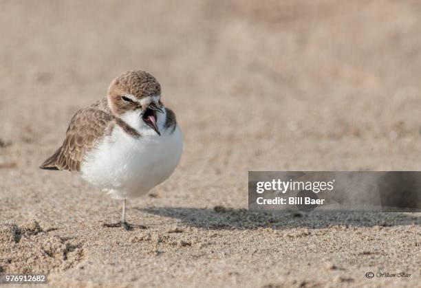 snowy plover (charadrius nivosus) bird - kentish plover stock pictures, royalty-free photos & images