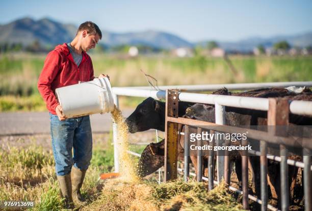 young farmer feeding cattle - feeding cows stock pictures, royalty-free photos & images