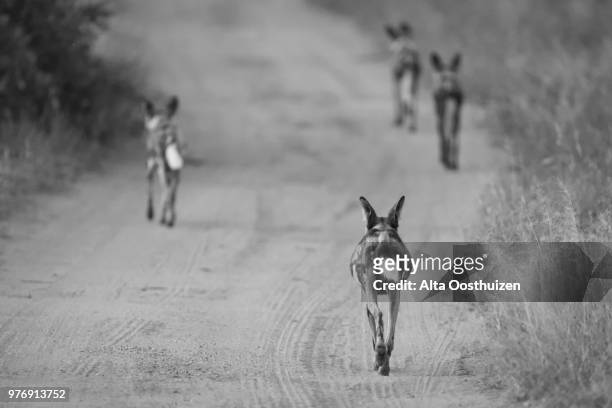 pack of wild dogs running down a road - timbavati nature reserve south africa - savage dog stockfoto's en -beelden