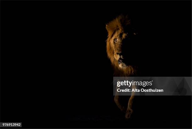 male lion walking in the dark looking for something to hunt - sabie sands nature reserve south africa - dark panthera stockfoto's en -beelden