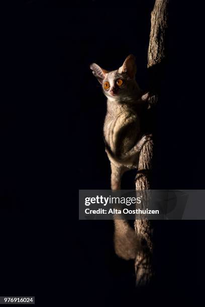 bush baby clinging to a branch in the dark illuminated by spotlight - sabie sands nature reserve south africa - bush baby stockfoto's en -beelden