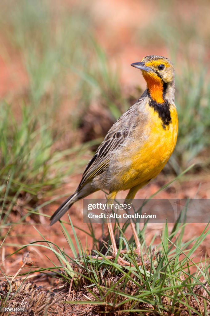Orange throated Cape Long-claw walking in green grass (Macronyx capensis) - Rietvlei Nature Reserve South Africa