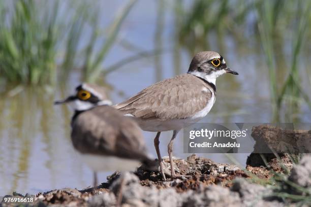 Little Ringed Plover -Charadrius dubius- is seen at Lake Van, which hosts many kinds of birds, in Van province of Turkey on June 17, 2018. 213 bird...