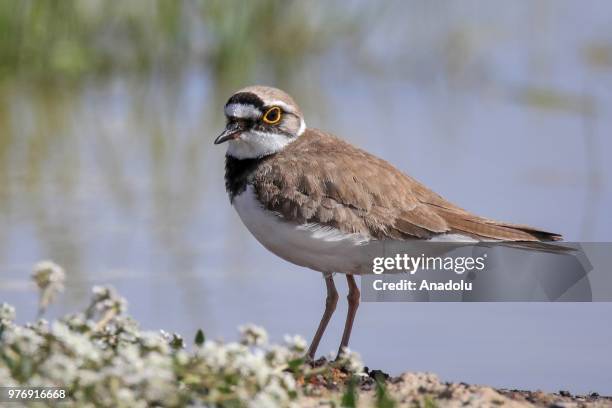 Little Ringed Plover -Charadrius dubius- is seen at Lake Van, which hosts many kinds of birds, in Van province of Turkey on June 17, 2018. 213 bird...