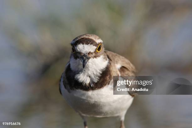 Little Ringed Plover -Charadrius dubius- is seen at Lake Van, which hosts many kinds of birds, in Van province of Turkey on June 17, 2018. 213 bird...