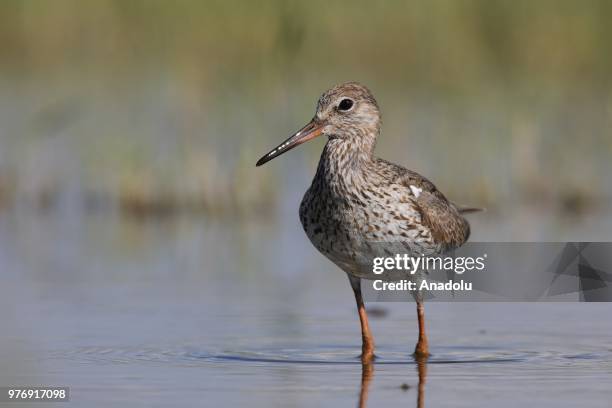 Green Sandpiper -Tringa ochropus- is seen at Lake Van, which hosts many kinds of birds, in Van province of Turkey on June 17, 2018. 213 bird species...