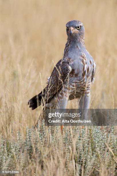 Goshawk Pattern 182 Falcon Feather Pattern Stock Photos, High-Res Pictures, and Images ...
