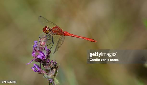 red dragonfly on flower, biscarrosse, aquitaine-limousine-poitou-charentes, france - les landes stock pictures, royalty-free photos & images