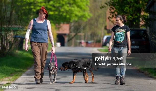 April 2018, Germany, Bispingen: Dog trainer from the 'Hellhound Foundation', Vanessa Bokr , walking with Rottweiler 'Apollo' and Swantje Borrman...
