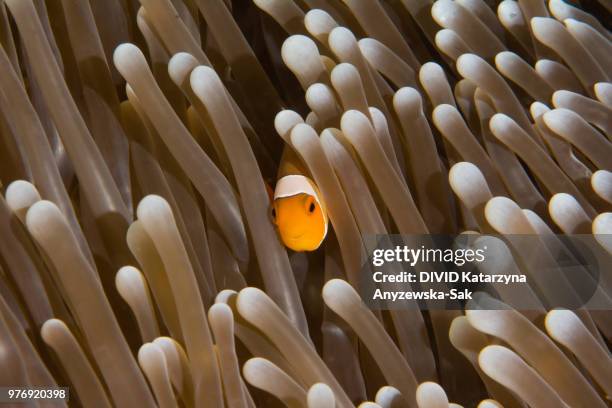 ocellaris clownfish (amphiprion ocellaris) hiding in sea anemone, lesser sunda islands, indonesia - nusa tengara oriental imagens e fotografias de stock
