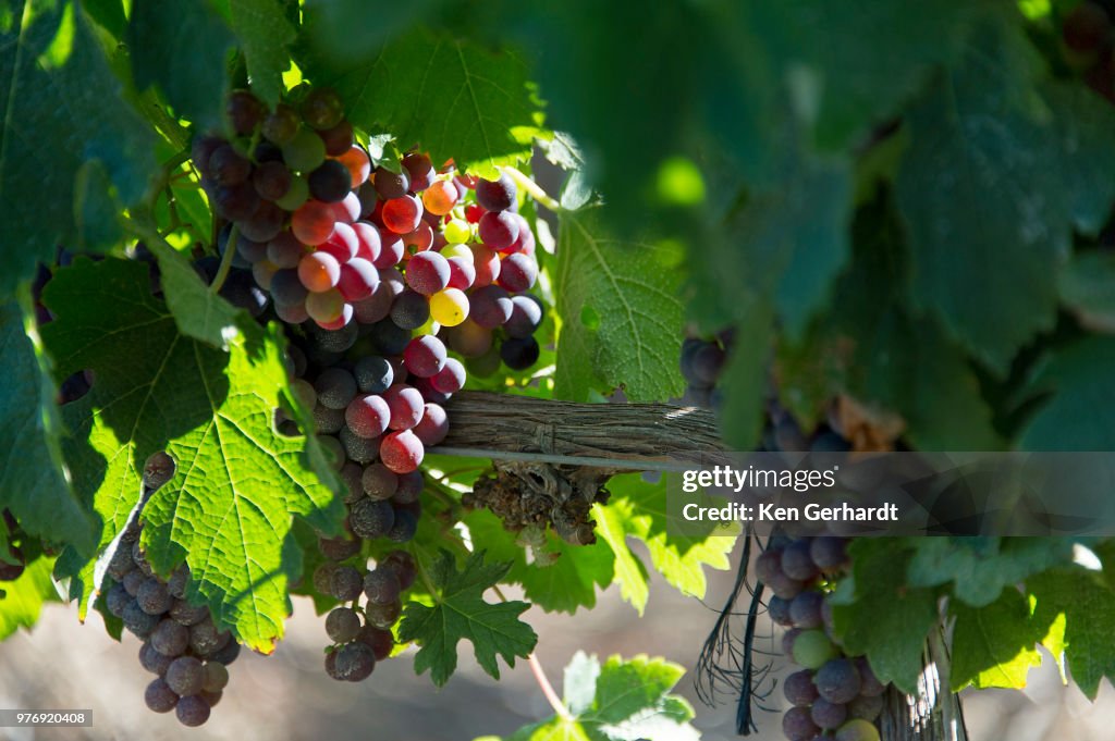 Laden bunches on Groot Constantia vines, Cape Town. RSA