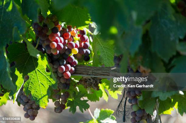 laden bunches on groot constantia vines, cape town. rsa - fruit laden trees stock pictures, royalty-free photos & images