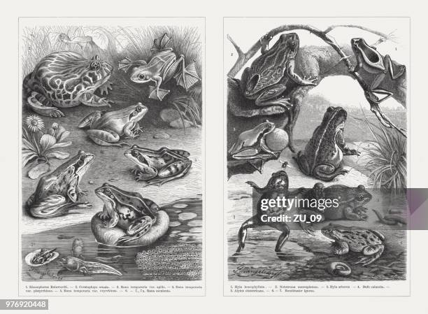 ilustraciones, imágenes clip art, dibujos animados e iconos de stock de ranas, grabados en madera, publicaron en 1897 - calamita