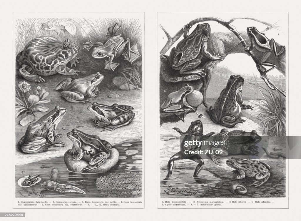 Frogs, wood engravings, published in 1897